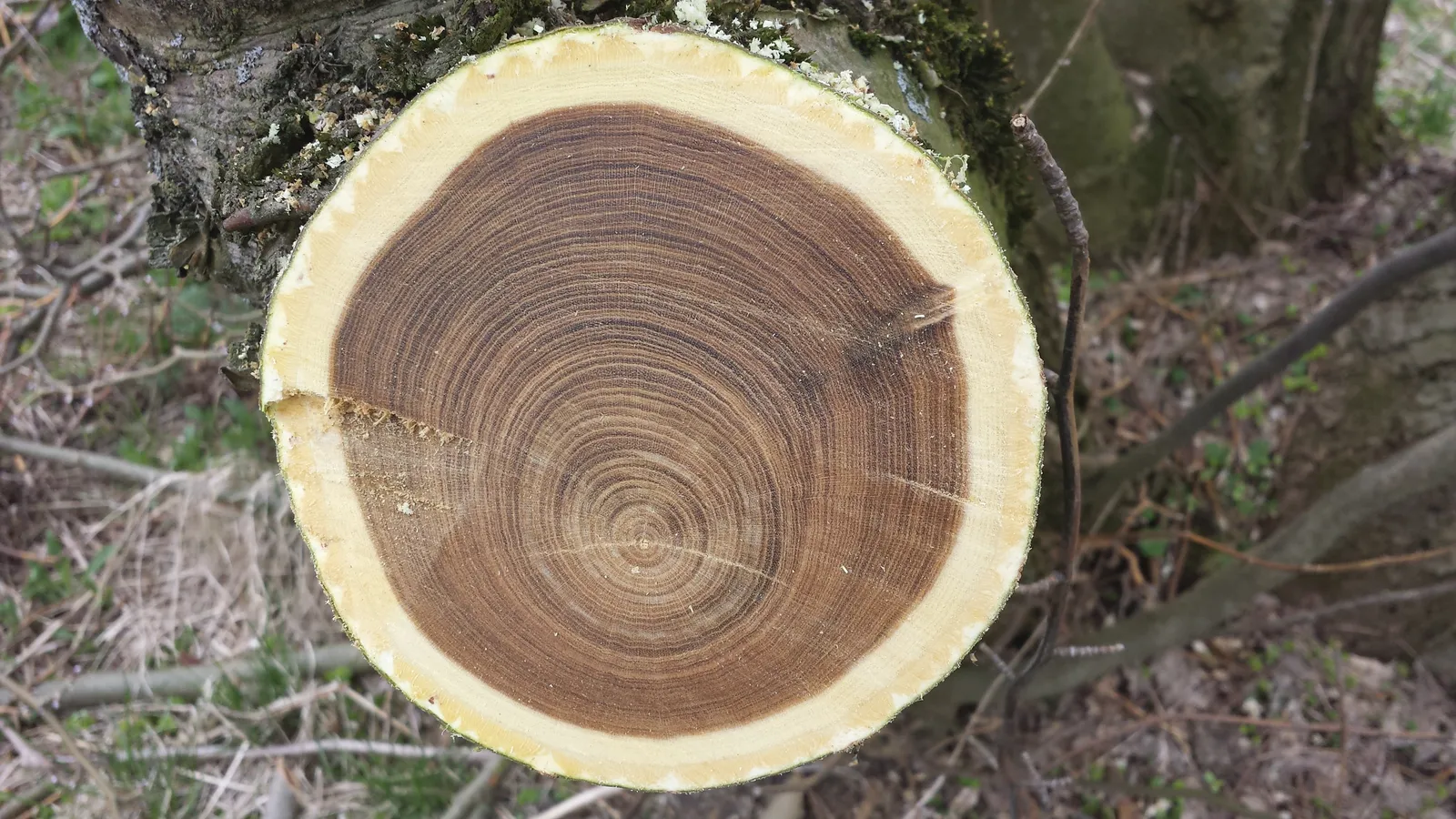Freshly cut Laburnum trunk showing dark heartwood inside a pale sapwood ring