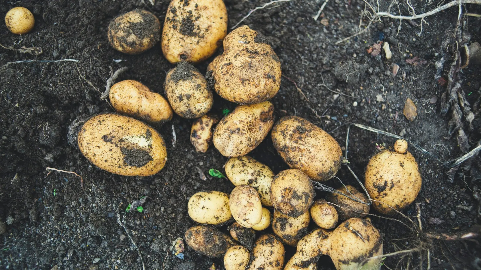 Freshly dug potatoes on dark soil