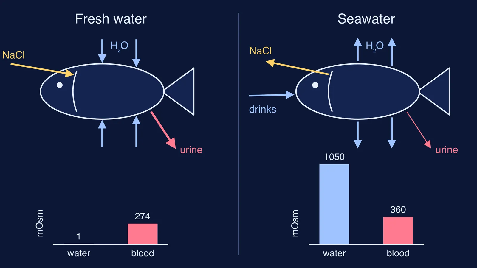 Freshwater fish gaining water and salt versus marine fish drinking and losing water