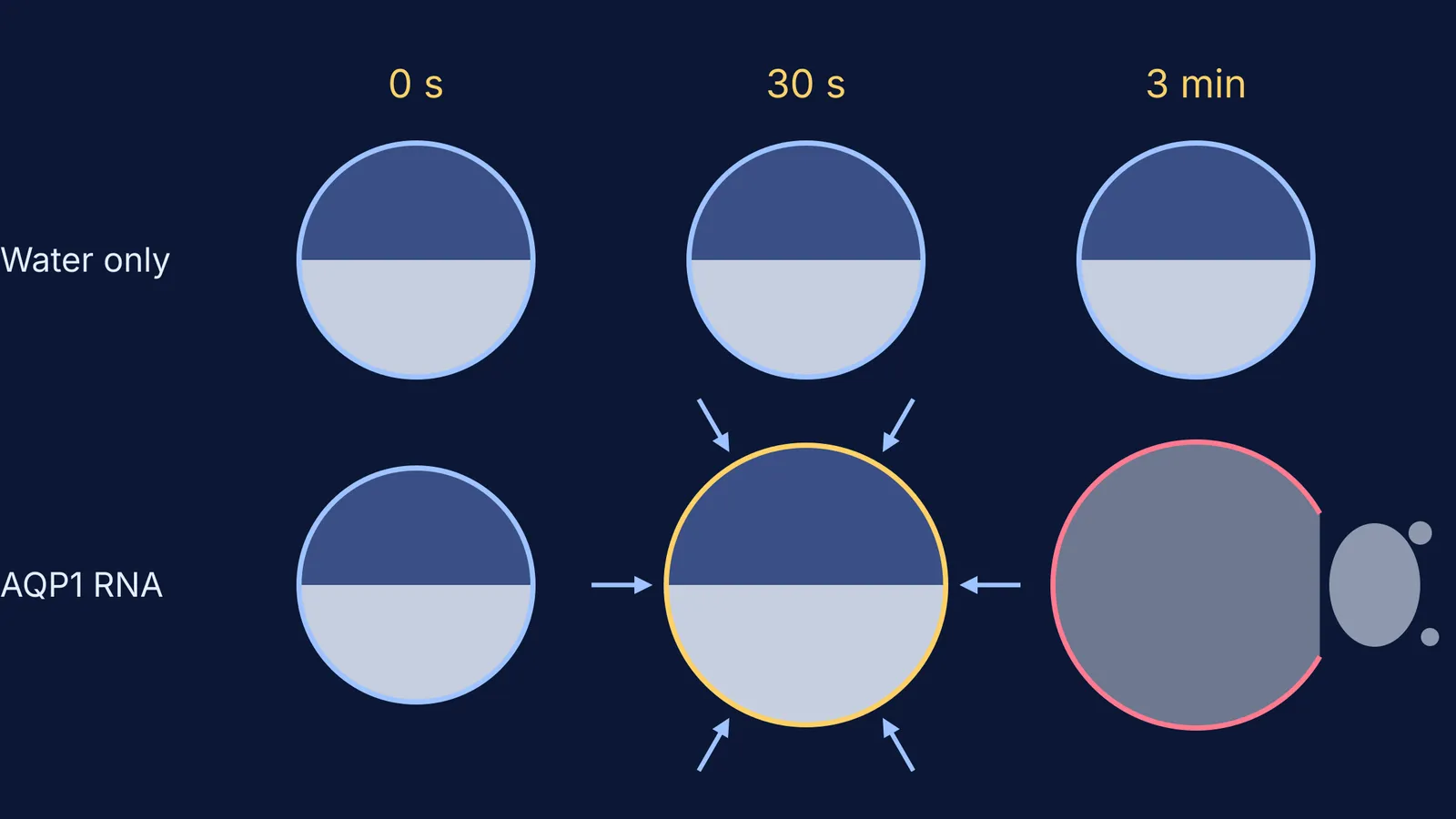 Frog eggs with and without aquaporin-1 placed in dilute water over three minutes
