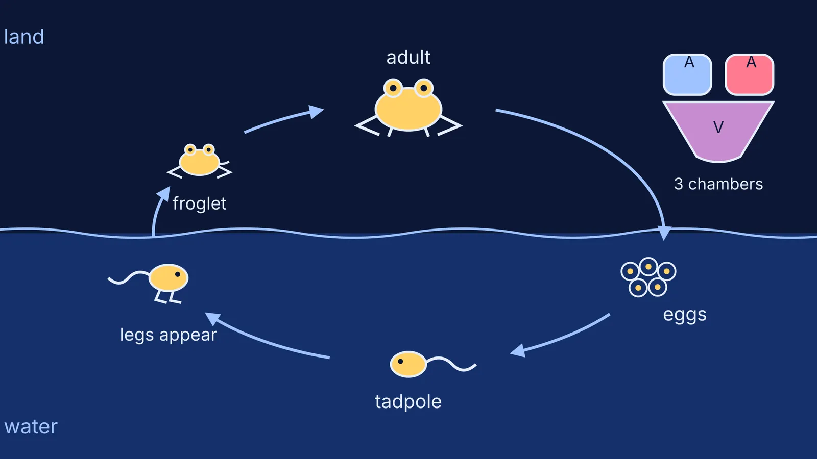 Frog life cycle from water to land, with a three-chambered heart inset