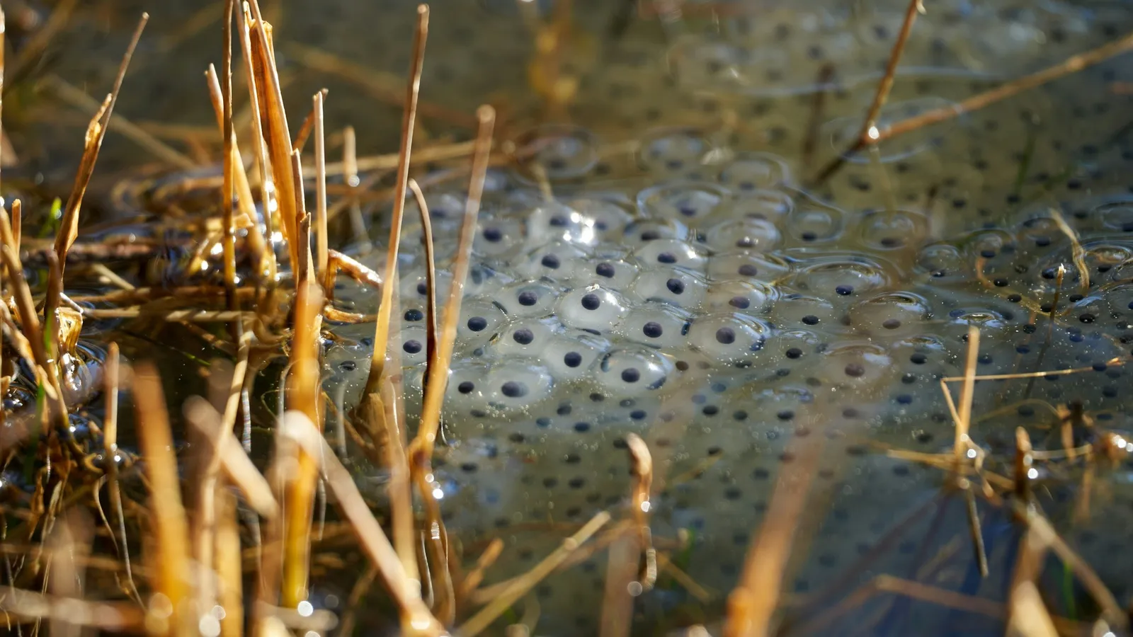 Frog spawn floating in a pond among dry grass