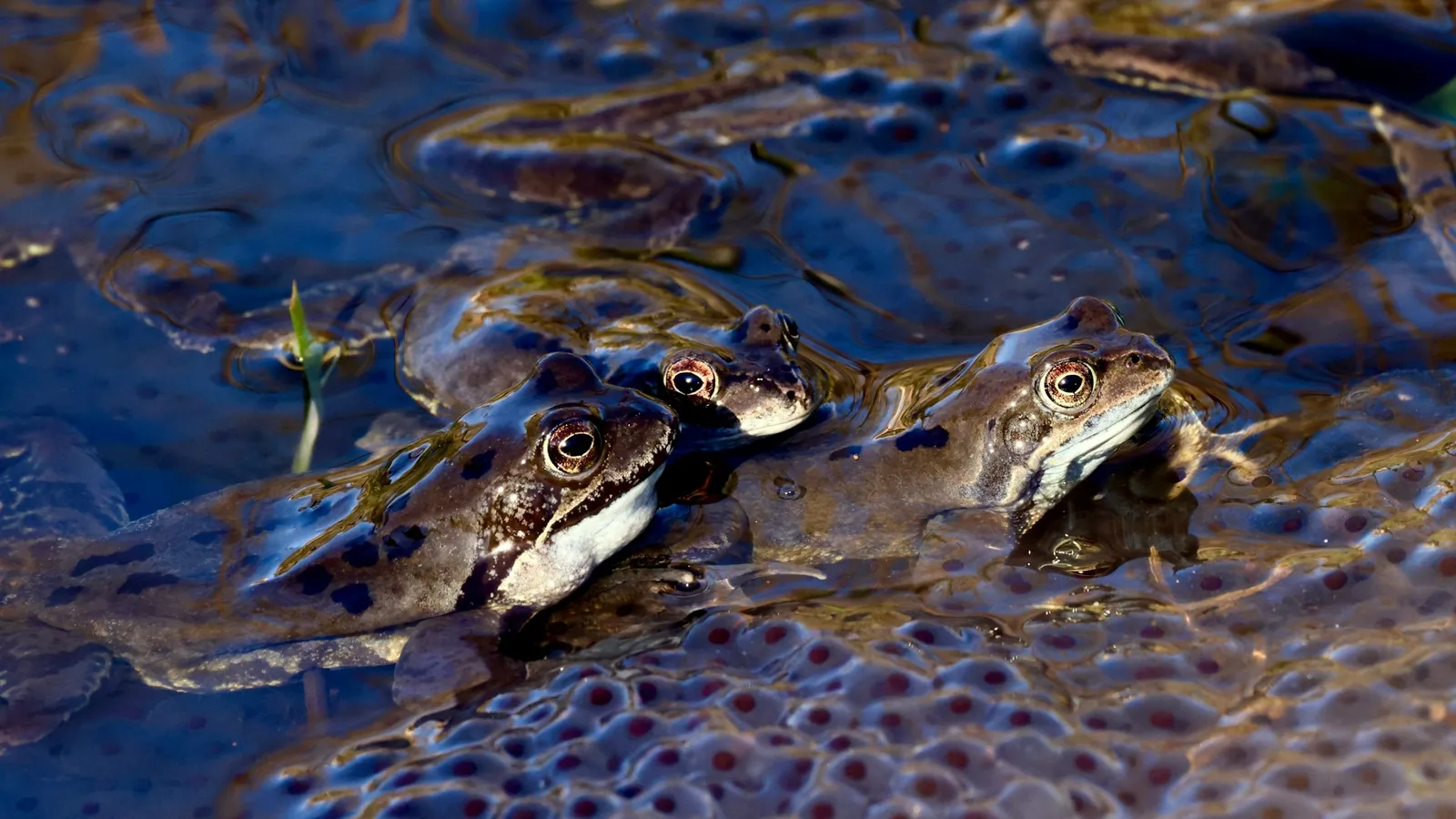 Frogs among clumps of frogspawn in a pond