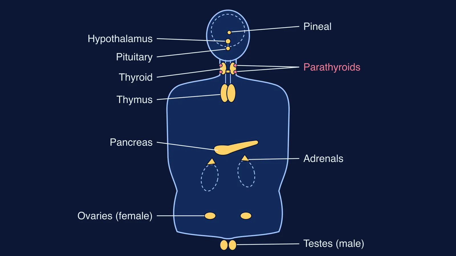 Front-view body outline with nine endocrine glands labelled from brain to gonads