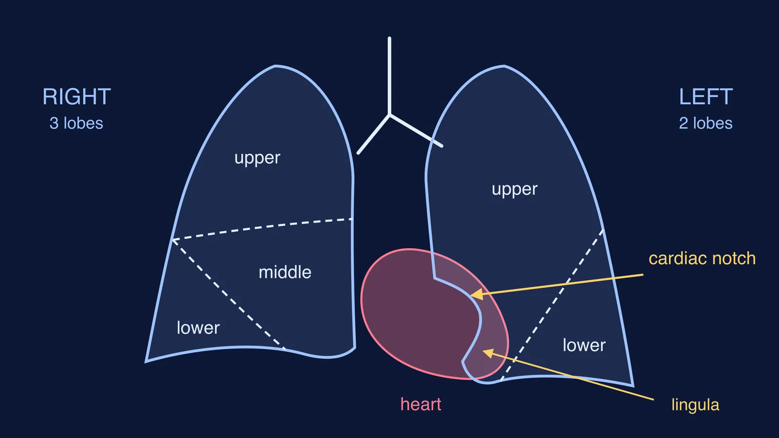 Front-view diagram of the lungs showing lobes, fissures, heart and cardiac notch