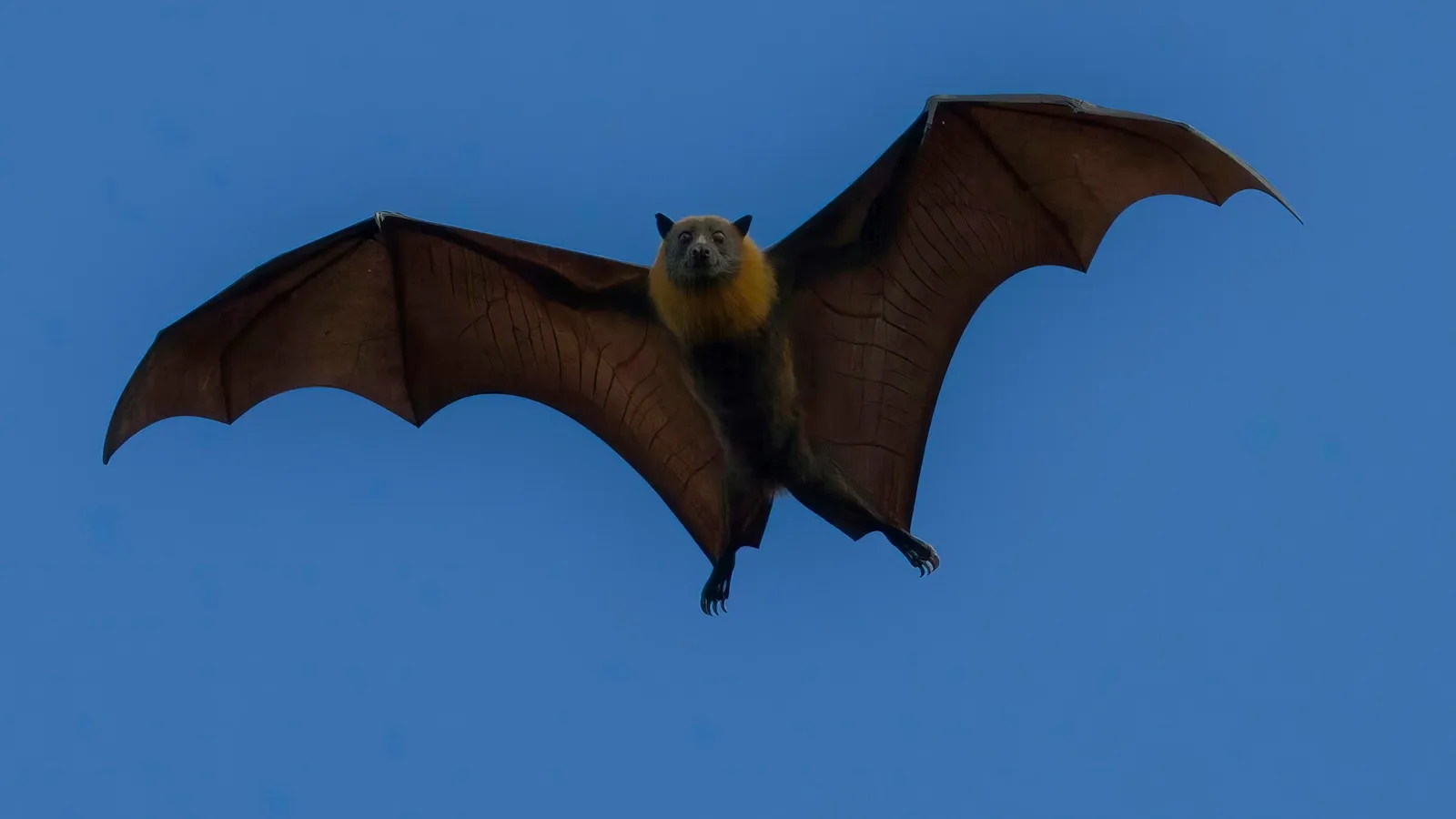 Fruit bat in flight with wings spread against a blue sky