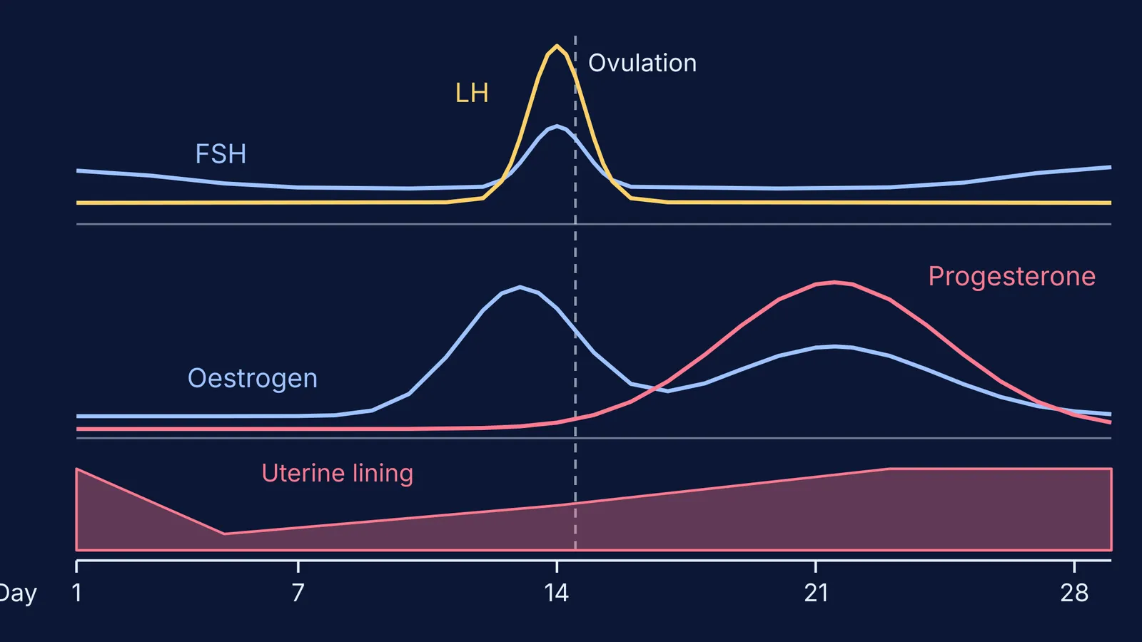 FSH, LH, oestrogen, progesterone and uterine lining across a 28-day cycle