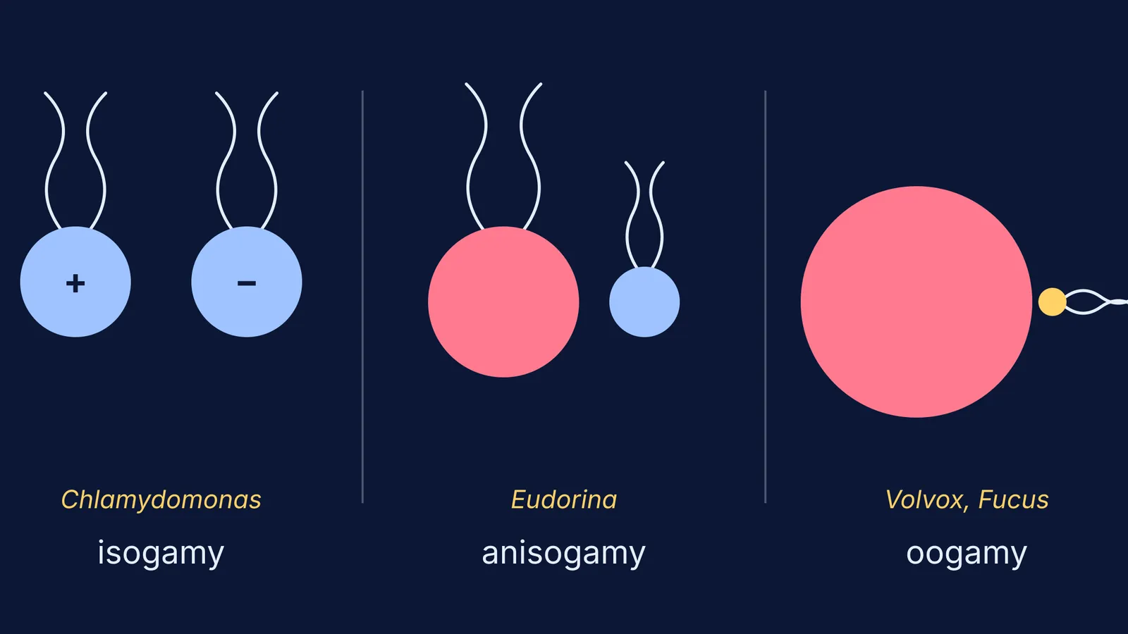 Gamete pairs for isogamy, anisogamy and oogamy in algae, side by side