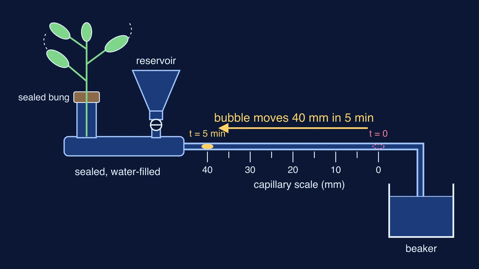 Ganong's potometer diagram with an air bubble moving along a capillary scale
