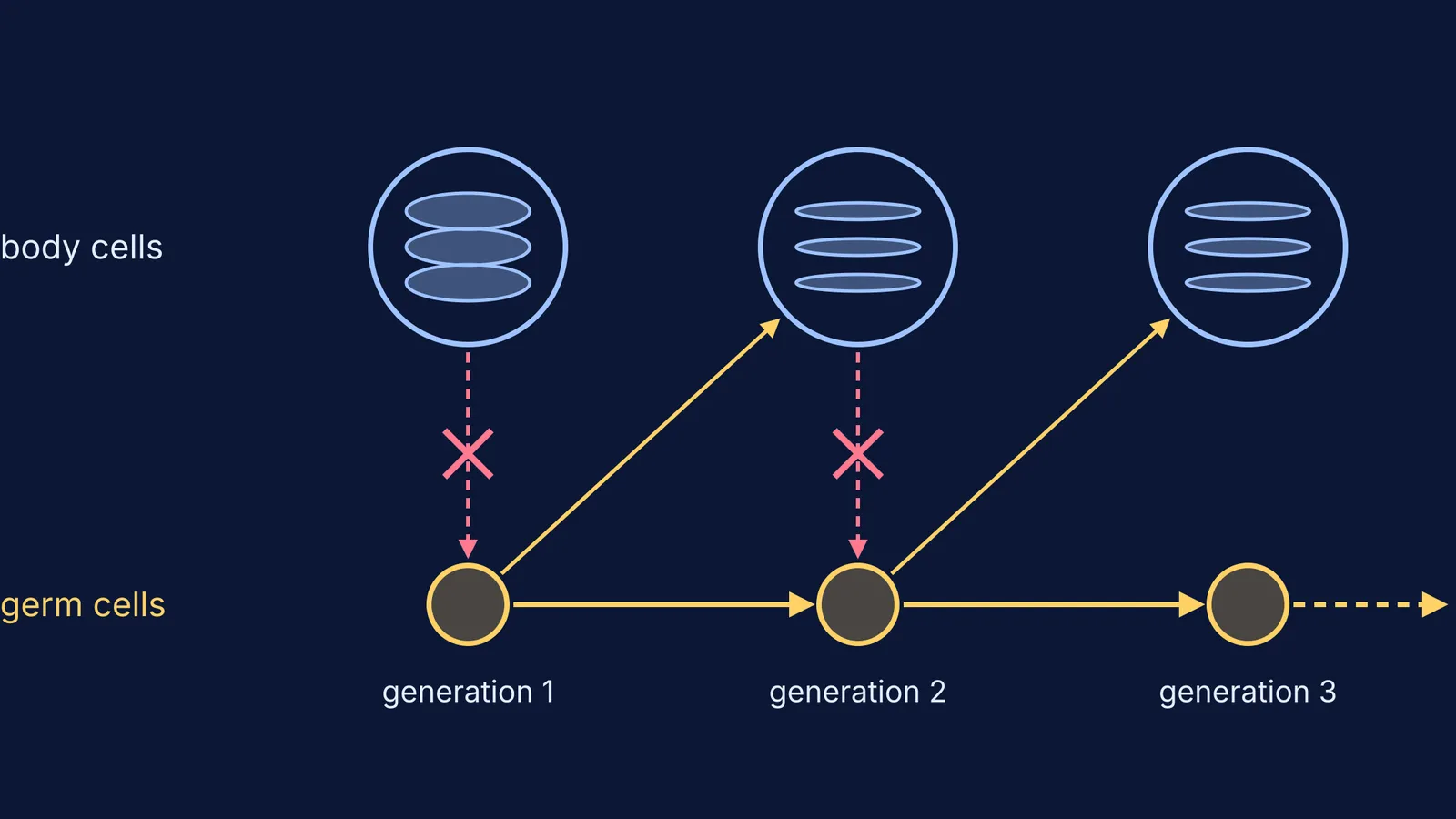 Germ line passing between generations while trained body cells pass nothing on