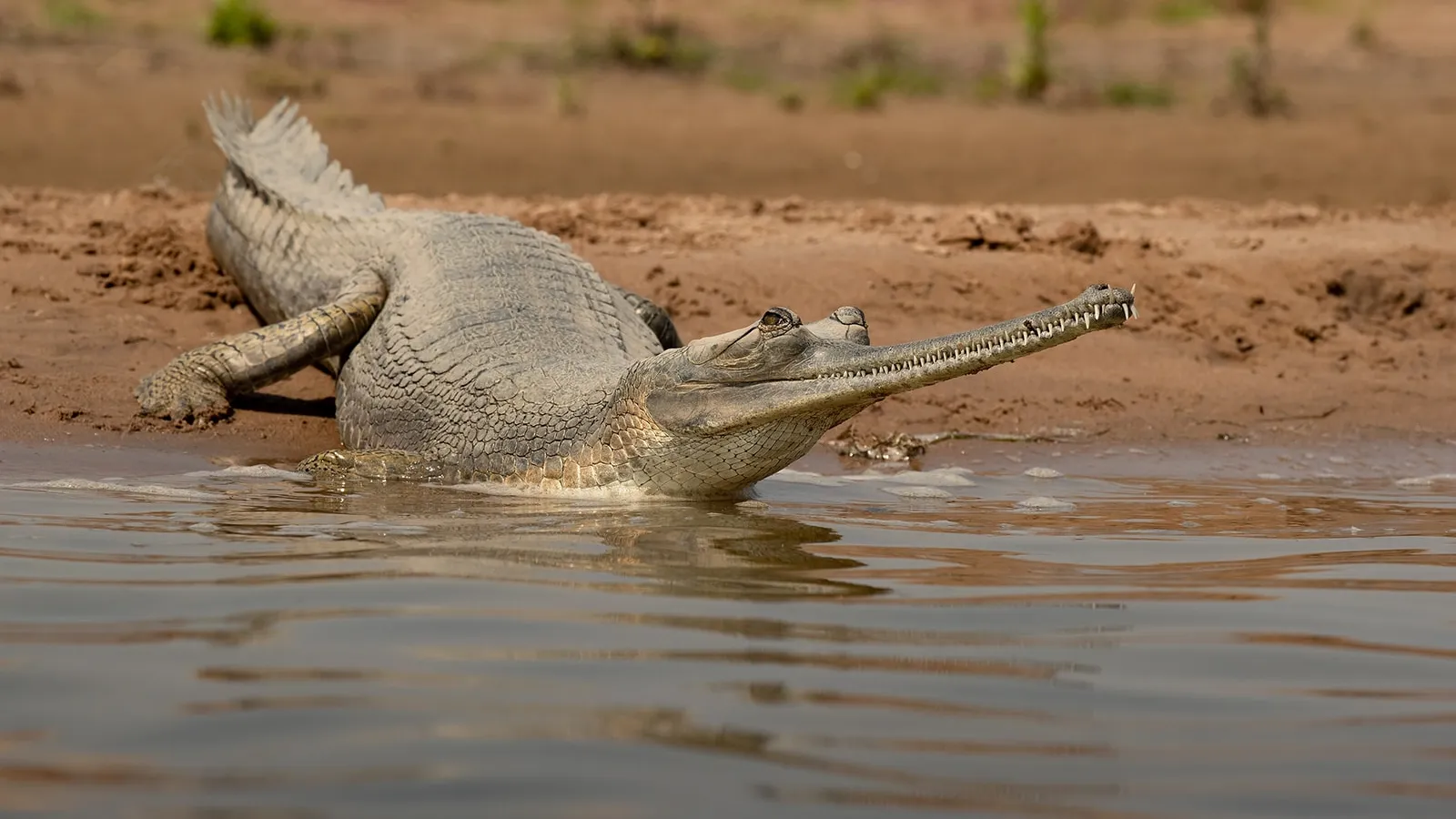 Gharial with a long, thin, toothed snout at the water's edge of a sandy riverbank