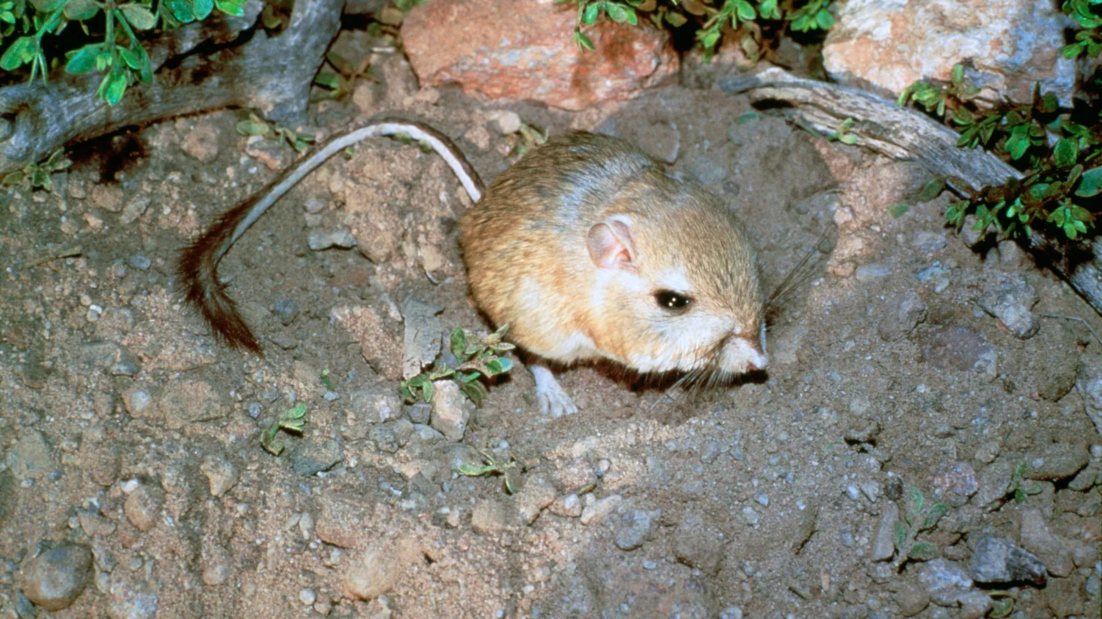 Giant kangaroo rat on bare soil among rocks and green shrubs