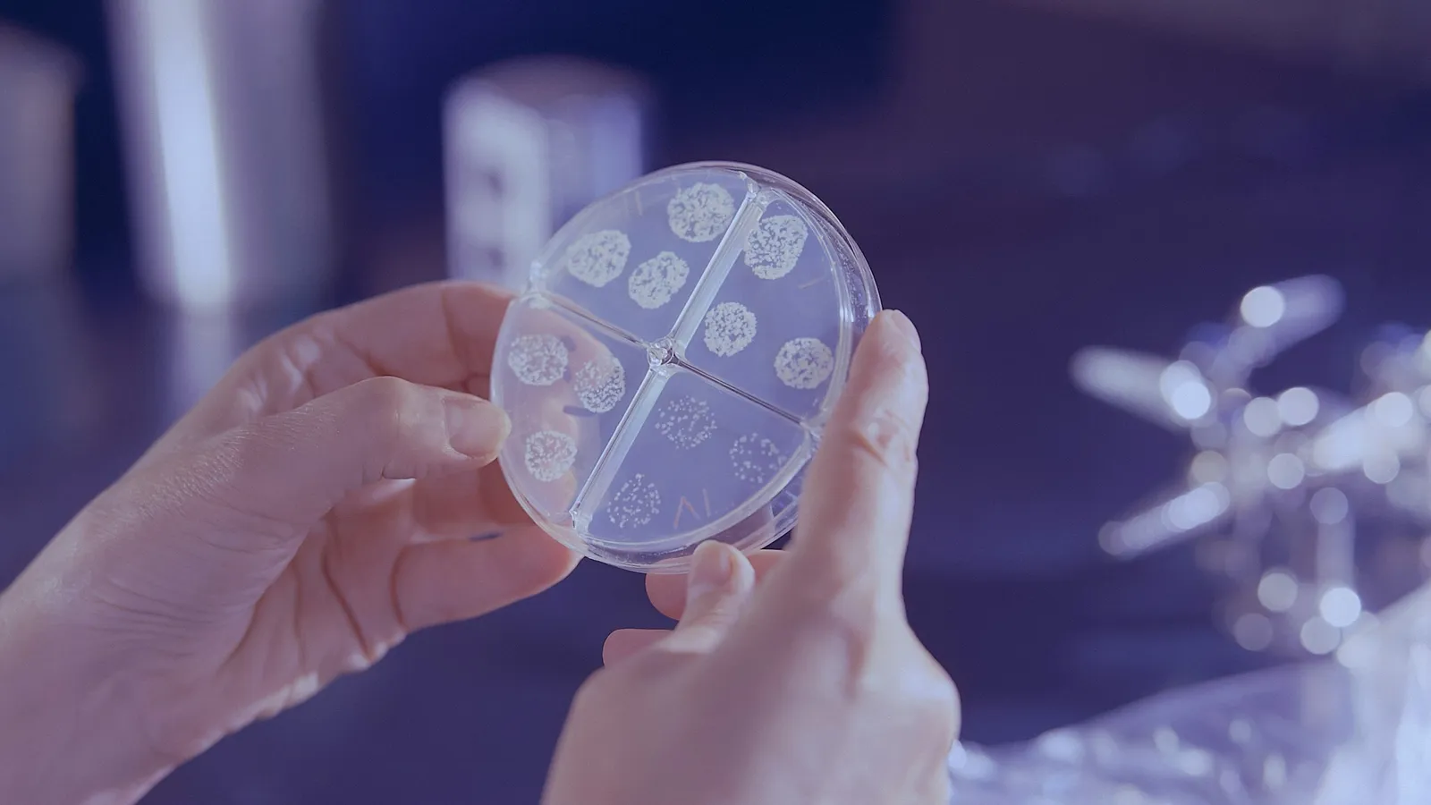 Gloved hands holding a petri dish in a lab