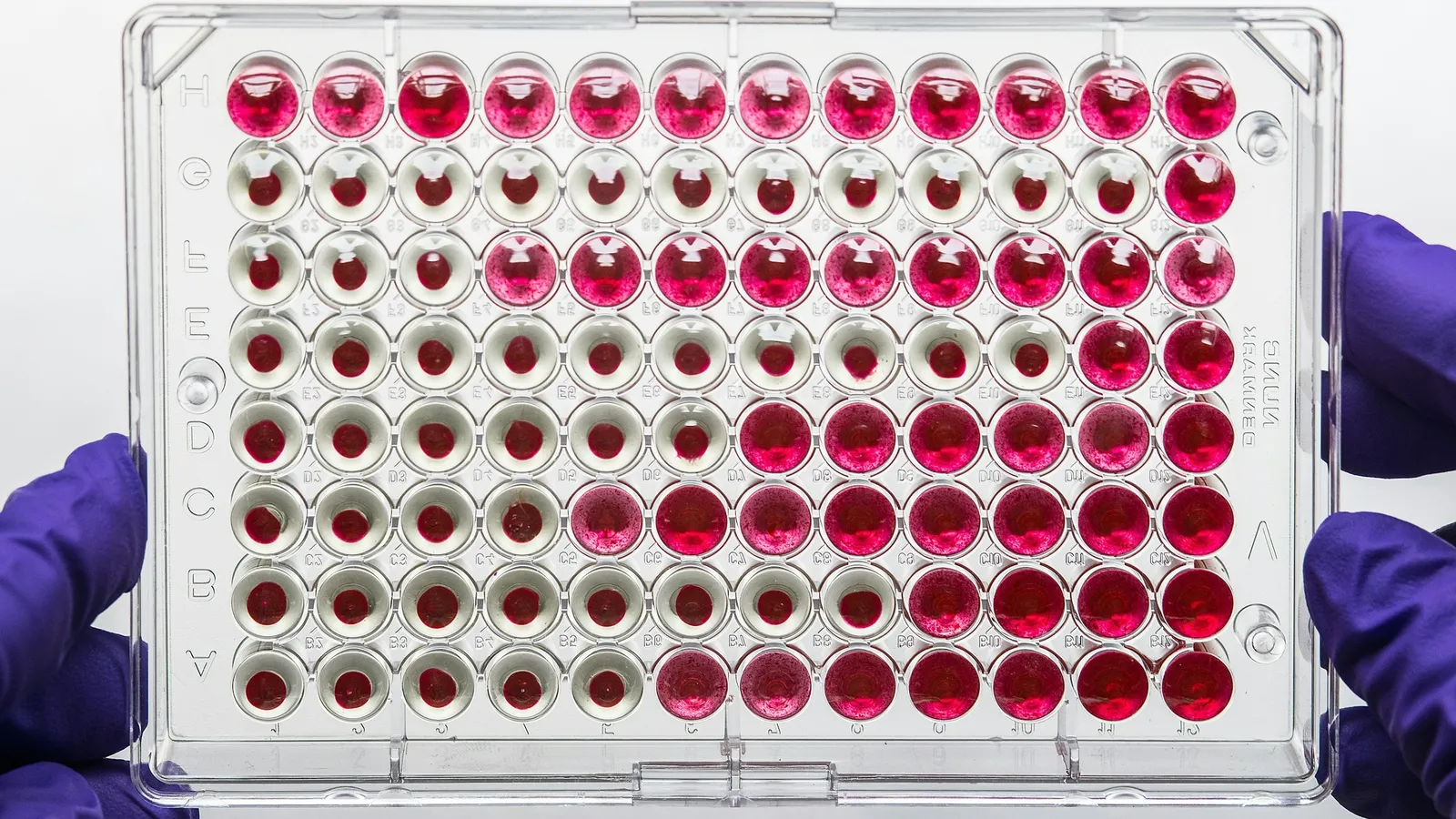 Gloved hands holding a plate of red sample wells