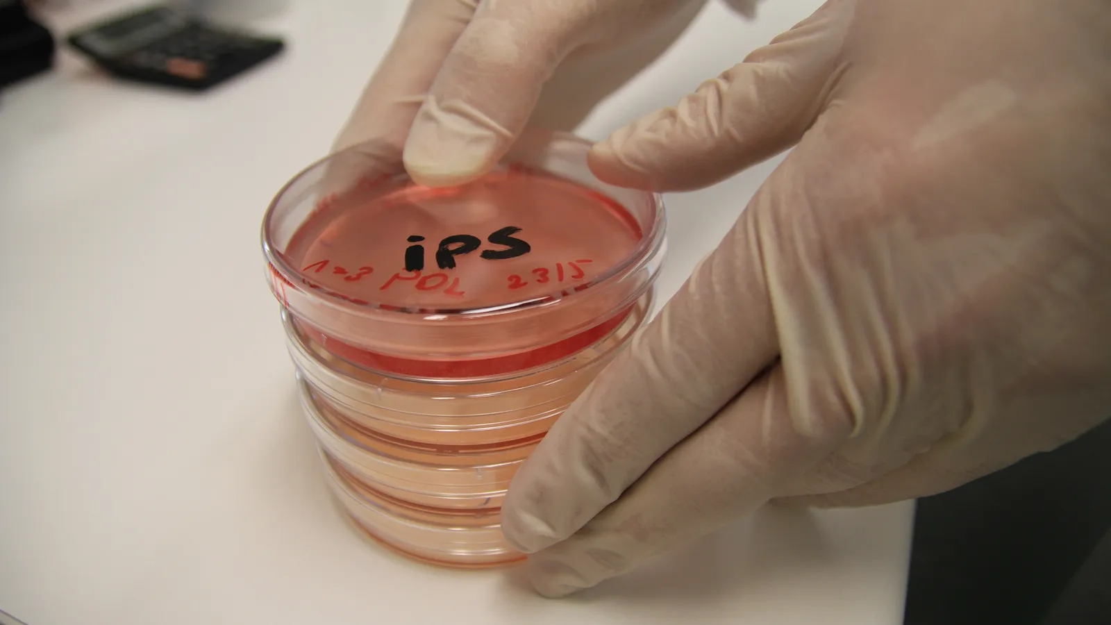 Gloved hands holding a stack of culture dishes, the top one labelled iPS, on a lab bench