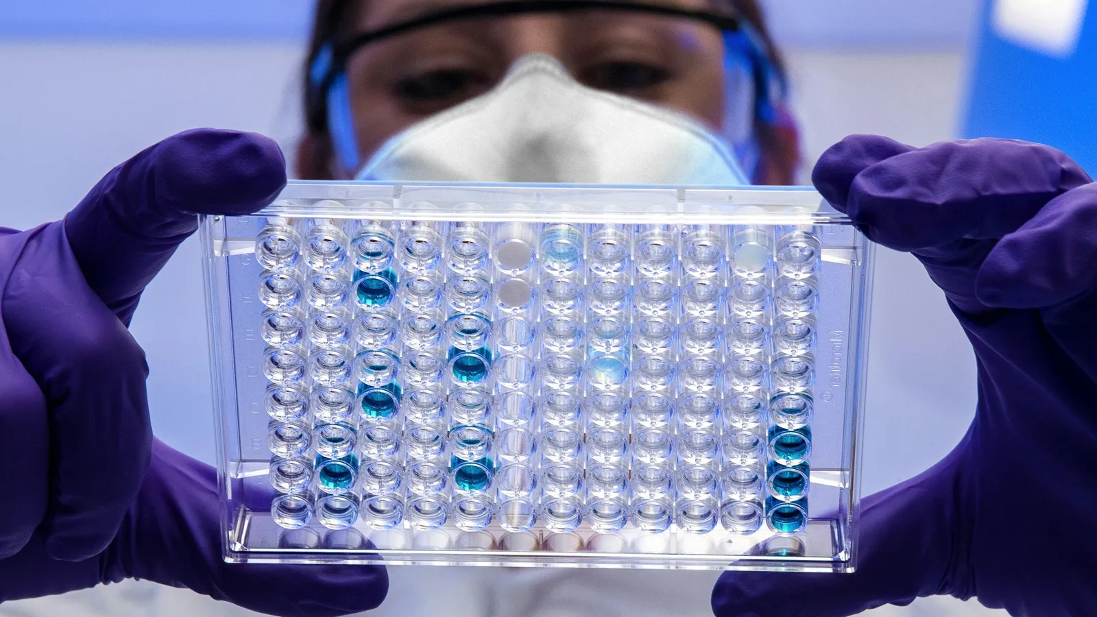 Gloved hands holding up a test plate of sample wells