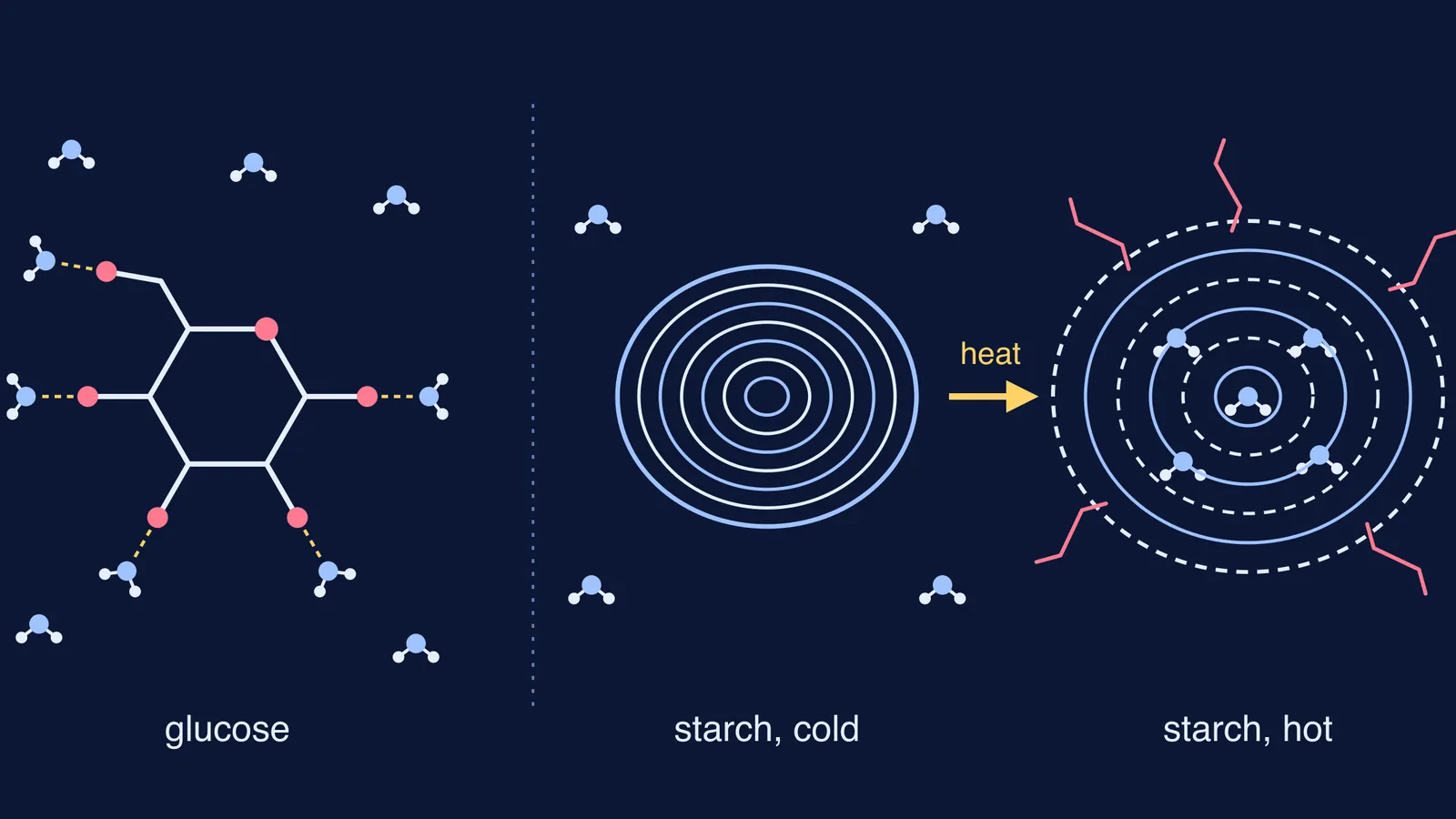 Glucose ring hydrogen bonded to water beside a tight and a swollen starch granule