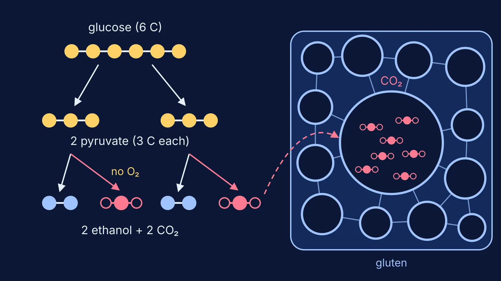 Glucose splitting into ethanol and carbon dioxide that fills gluten-walled bubbles in dough