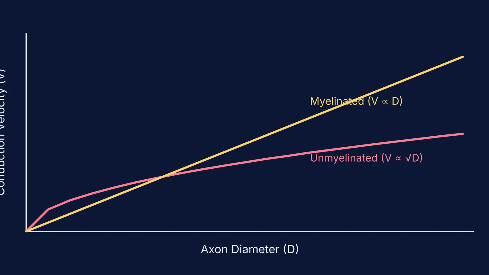 Graph comparing conduction velocity versus axon diameter for myelinated and unmyelinated nerves