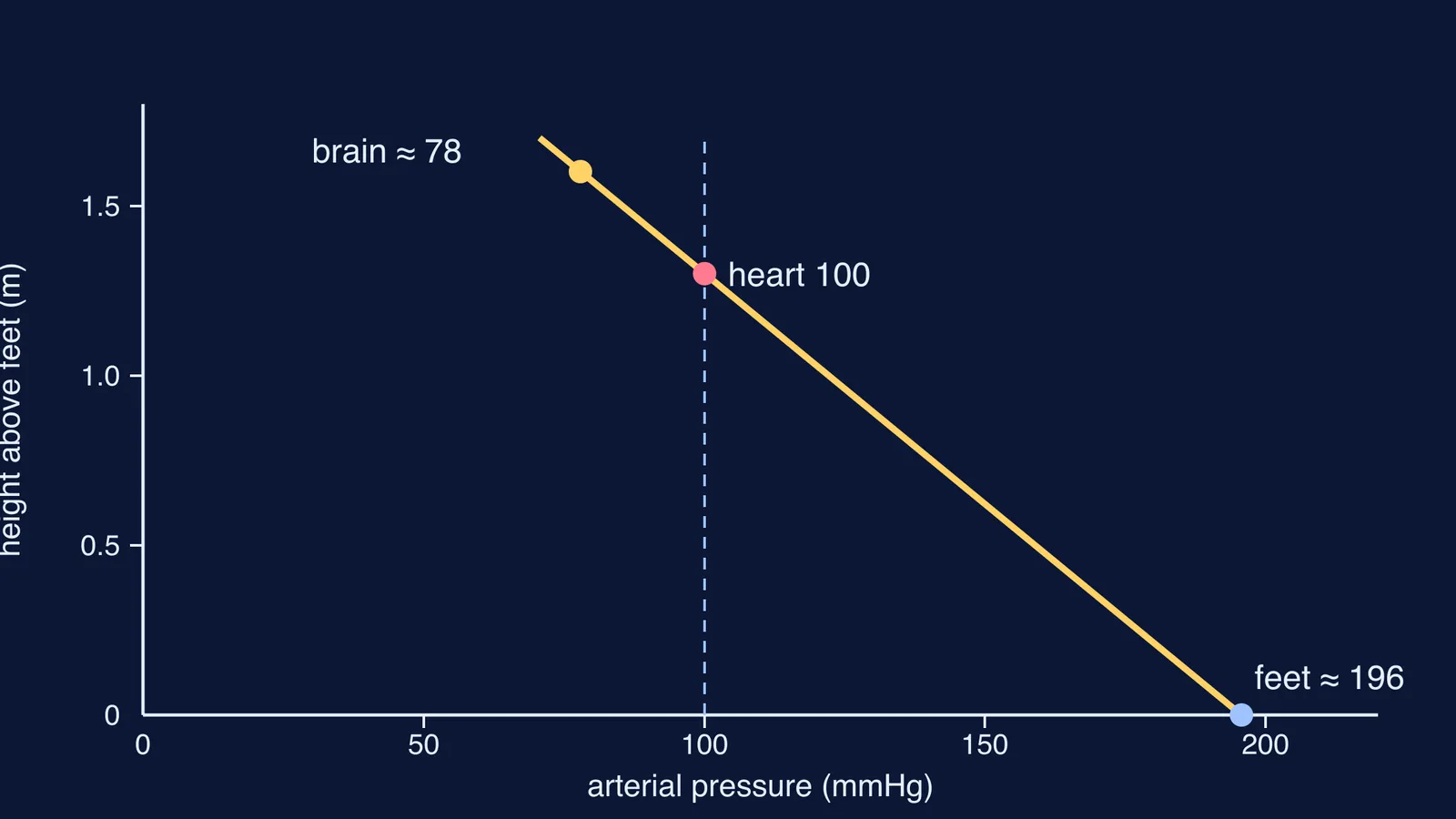 Graph of arterial pressure falling with height from feet to brain while standing