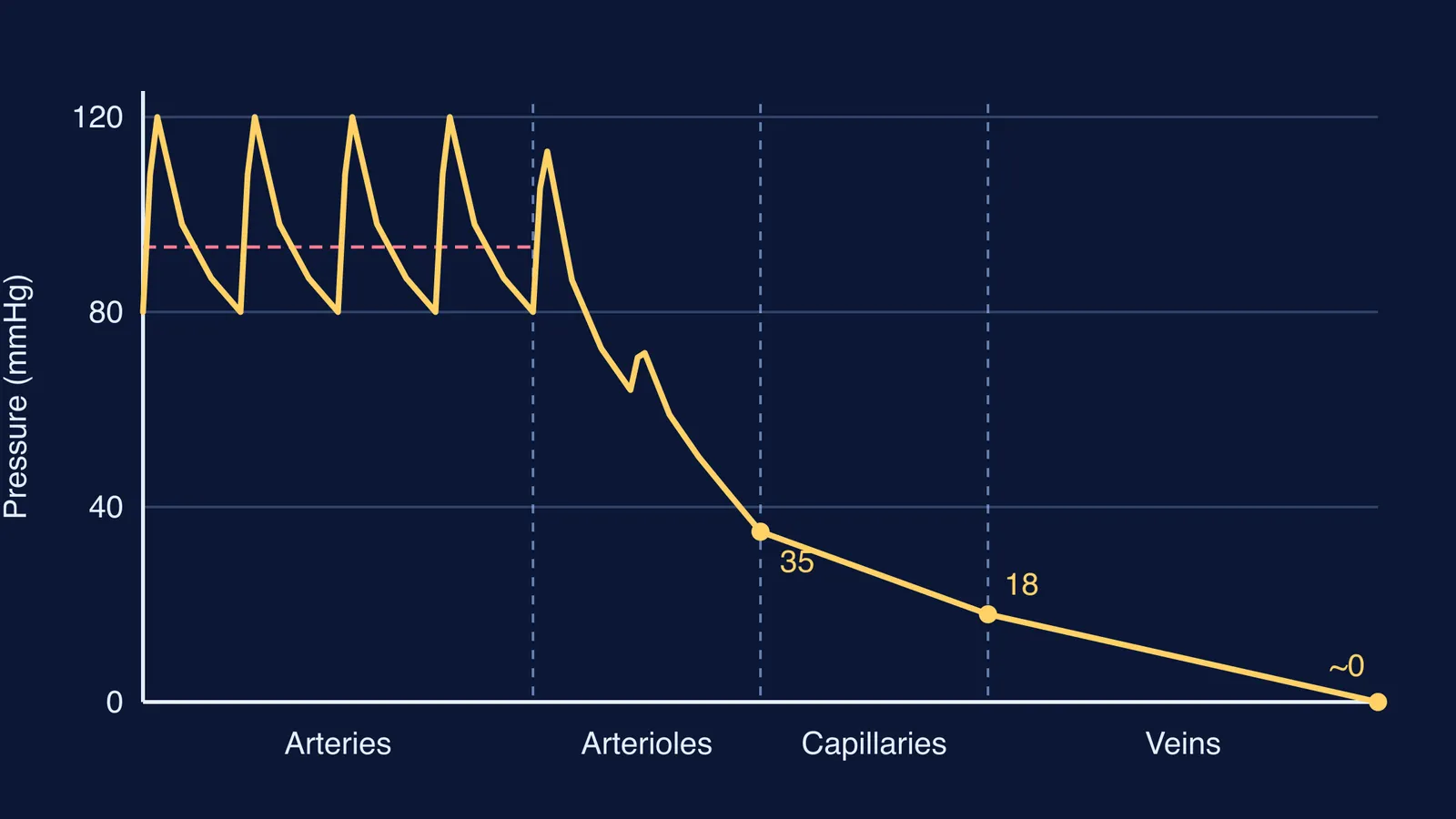 Graph of blood pressure falling from arteries through arterioles, capillaries and veins