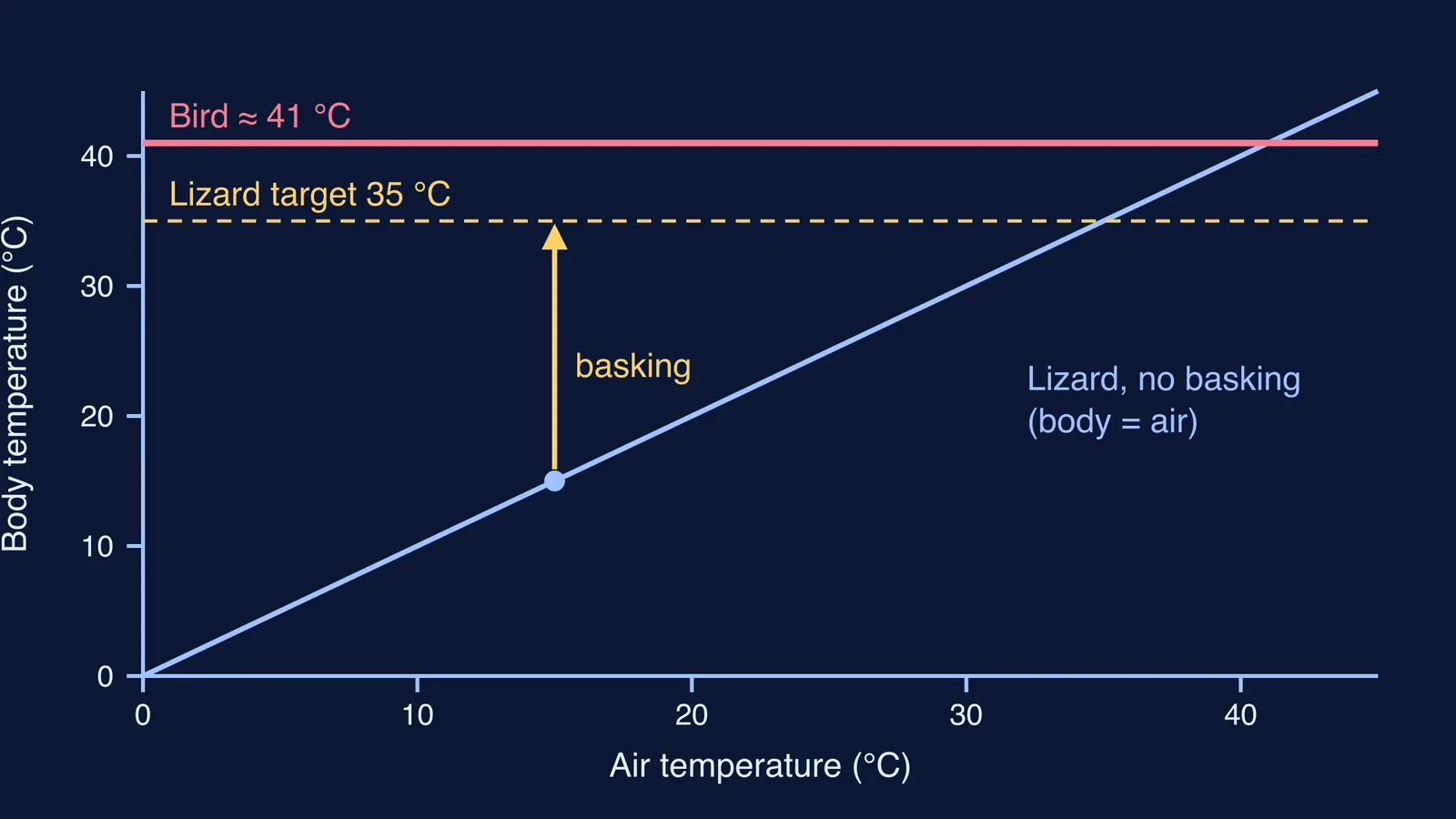 Graph of body temperature against air temperature for a bird and a lizard