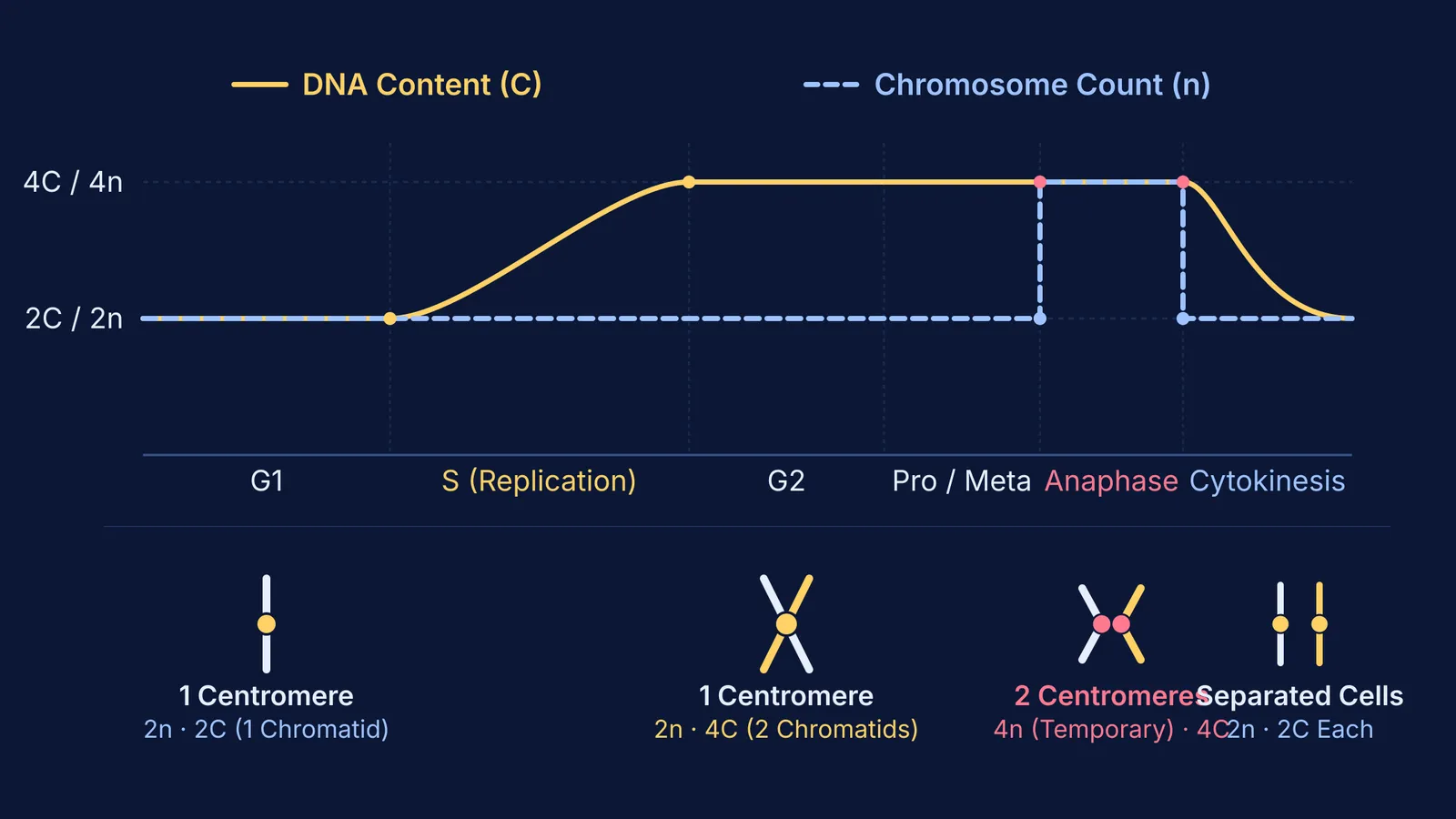Graph of DNA content and chromosome number across eukaryotic cell cycle phases