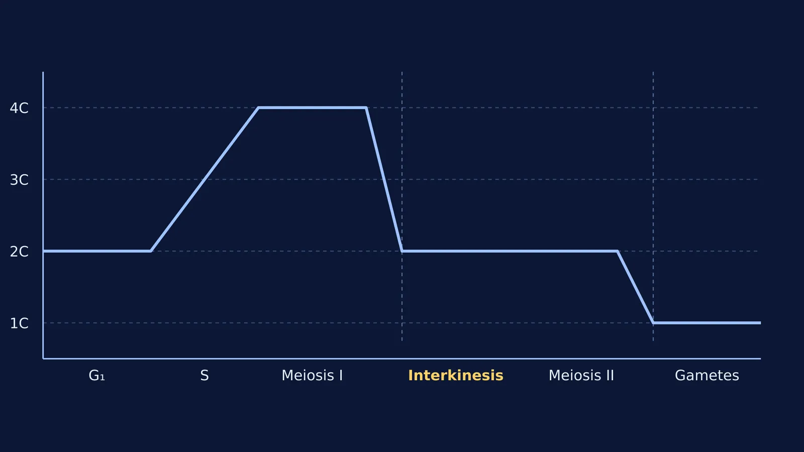 Graph of DNA content during meiosis showing interkinesis at 2C