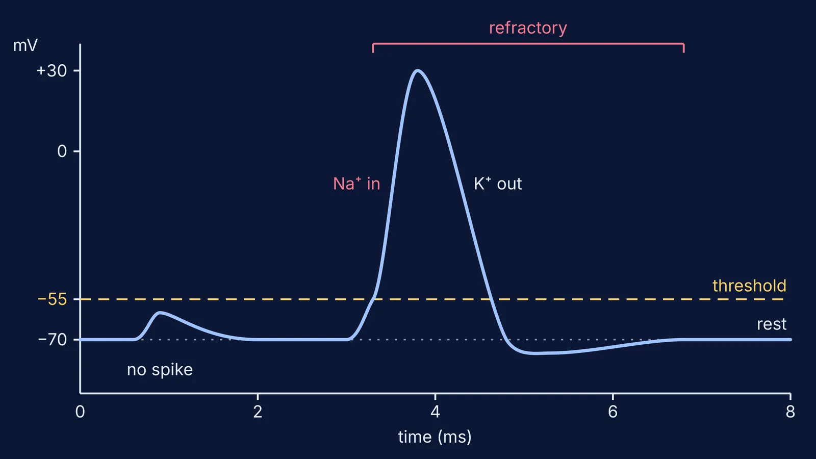 Graph of membrane voltage over time: a small bump fades, then a full spike