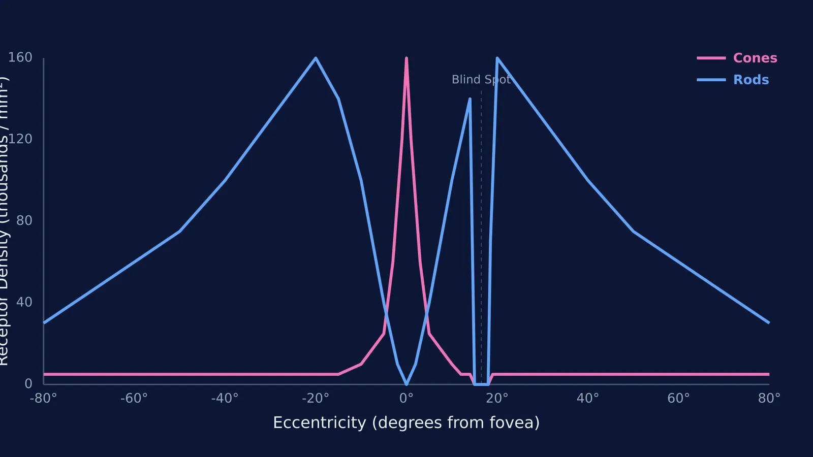 Graph of rod and cone density across the human retina.