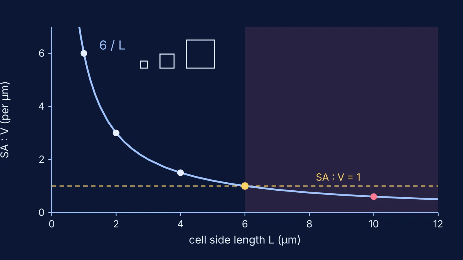 Graph of surface area to volume ratio falling as a cube-shaped cell grows