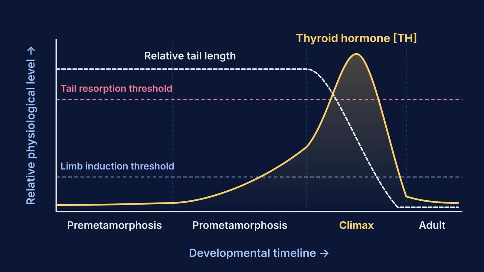 Graph of thyroid hormone concentration and tail length across frog metamorphosis stages