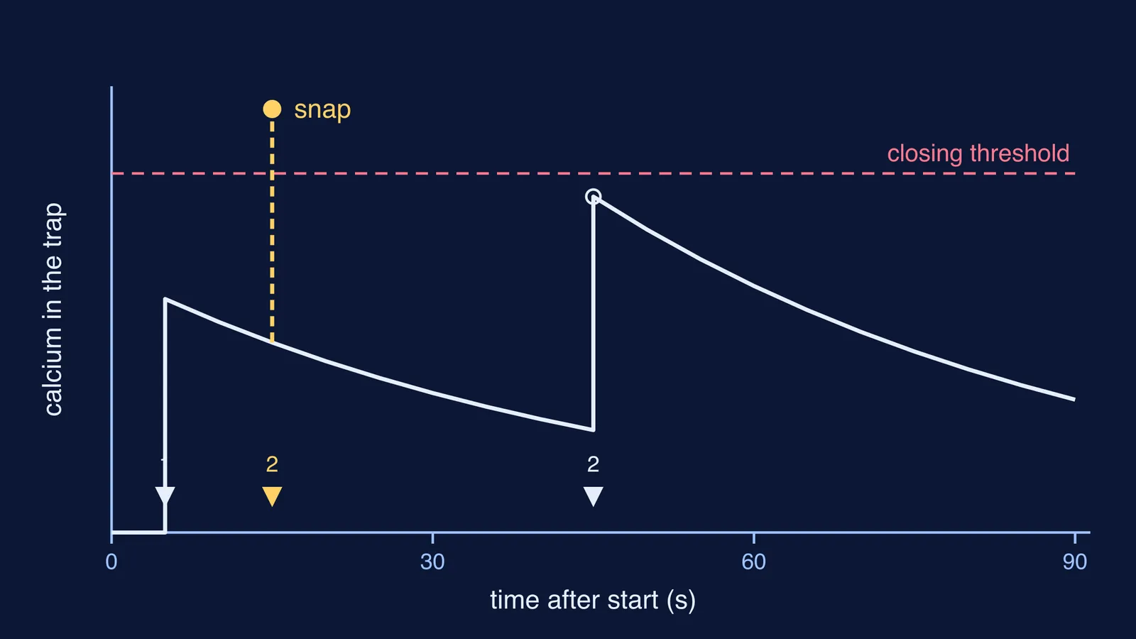 Graph of trap calcium rising with each touch against a closing threshold
