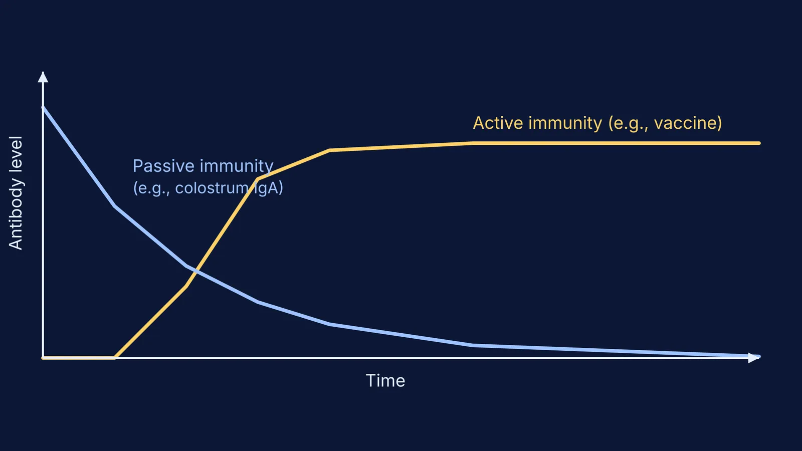Graph showing active immunity rising slowly and passive immunity decaying immediately