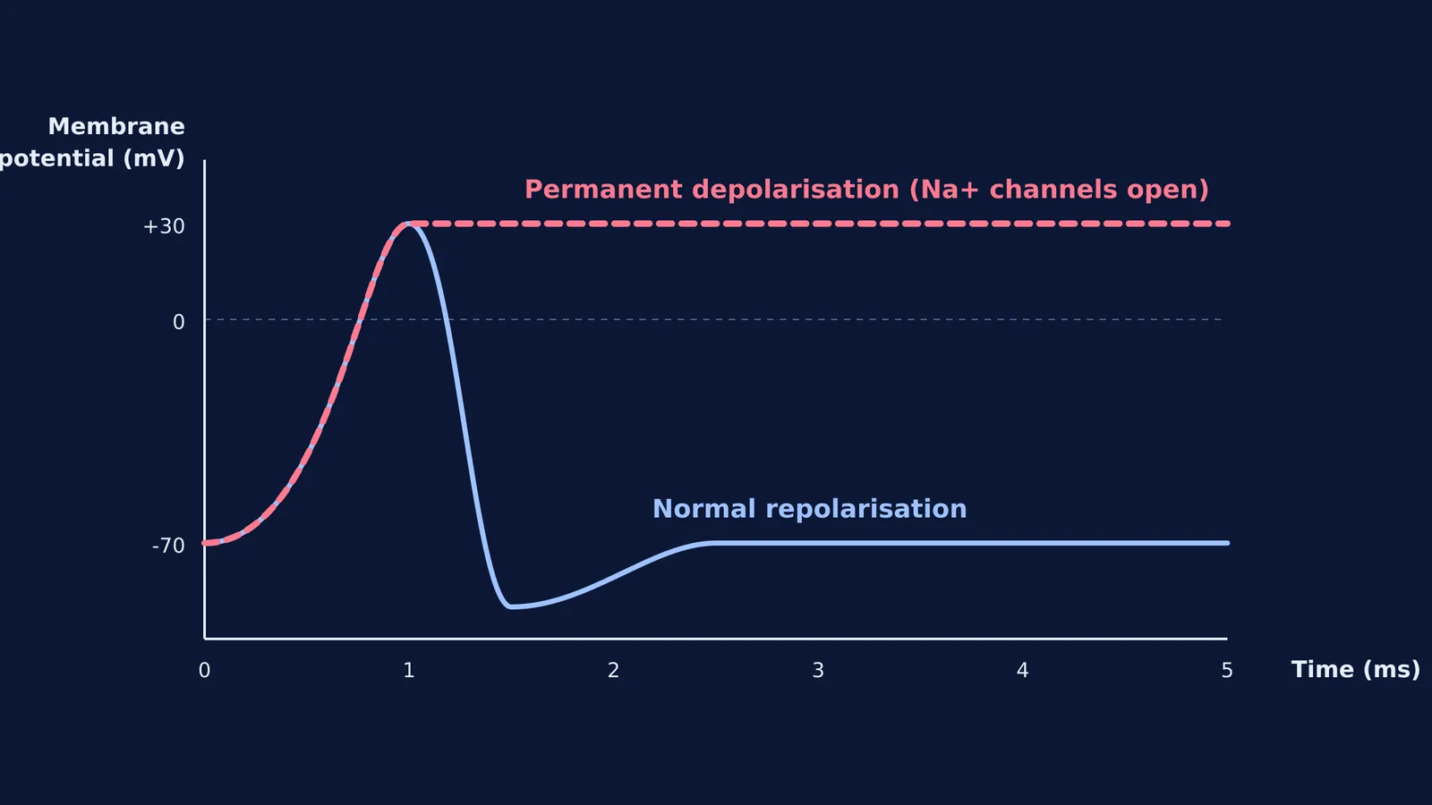 Graph showing an action potential that remains permanently depolarised due to batrachotoxin, compared to normal repolarisation.