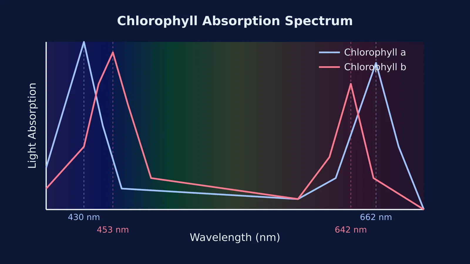Graph showing chlorophyll a and b absorbing blue and red light.
