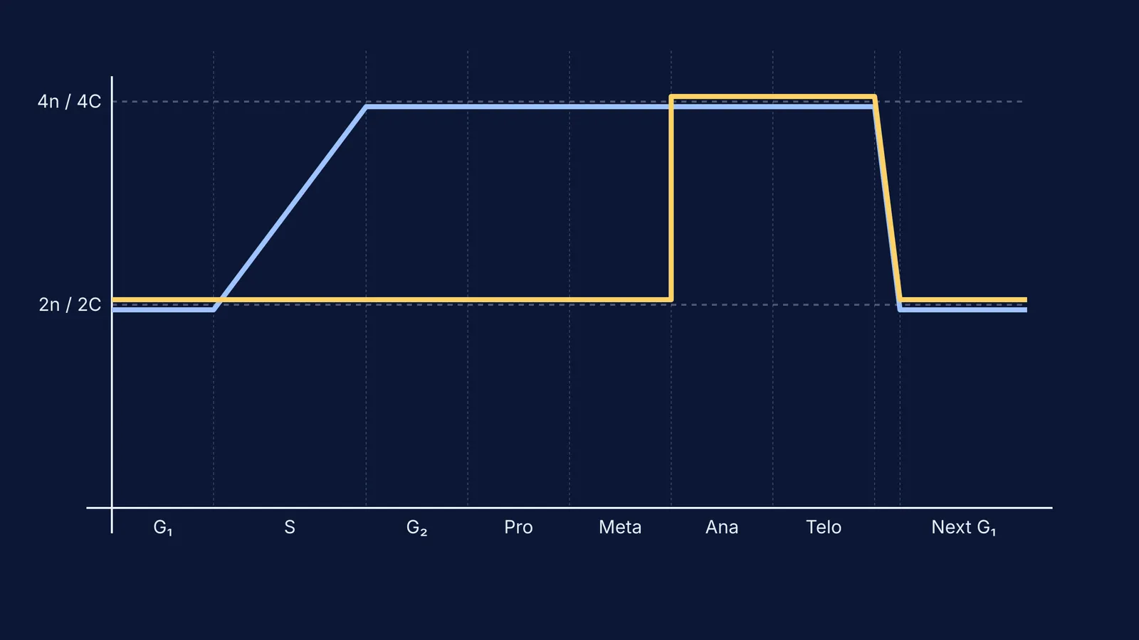 Graph showing DNA content and chromosome number across the cell cycle