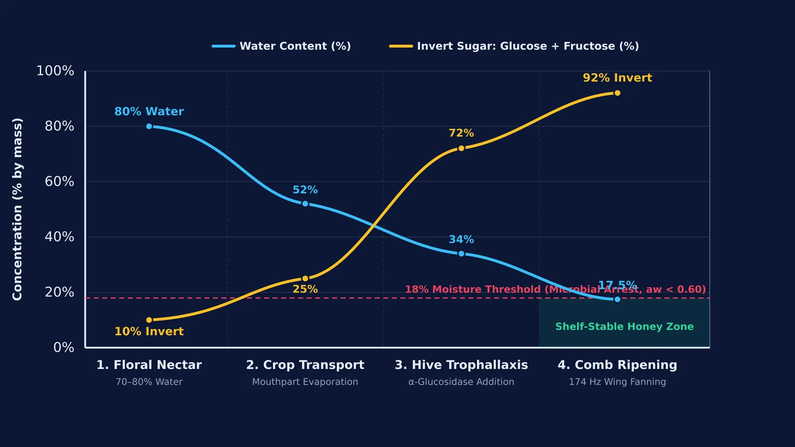 Graph showing moisture reduction, sugar inversion, and microbial stability thresholds during honey ripening.