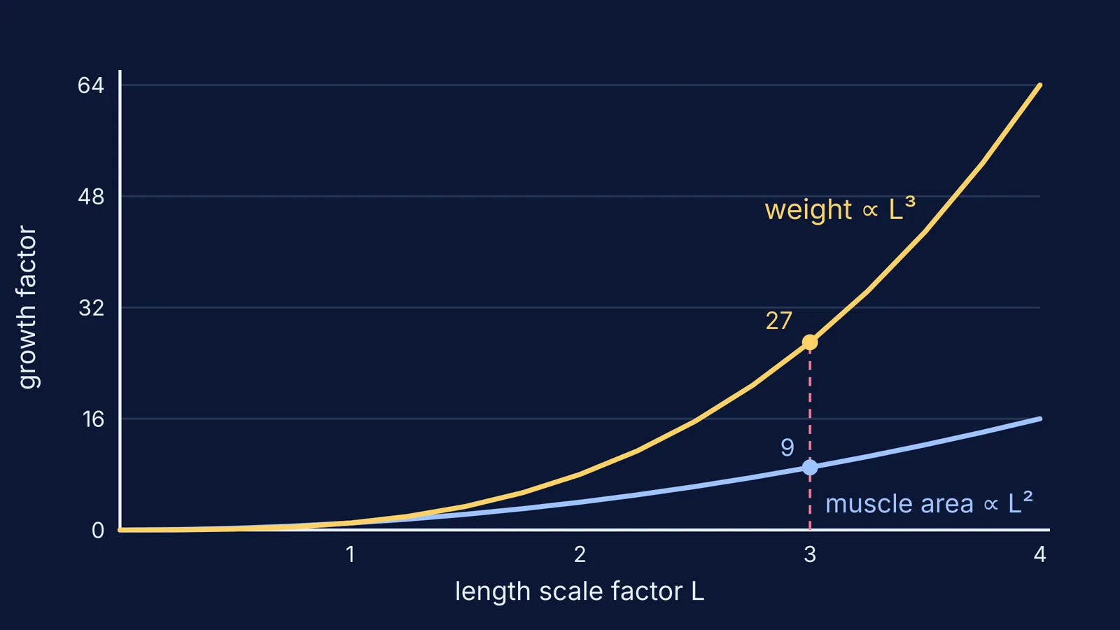 Graph showing muscle area growing as L squared and weight as L cubed