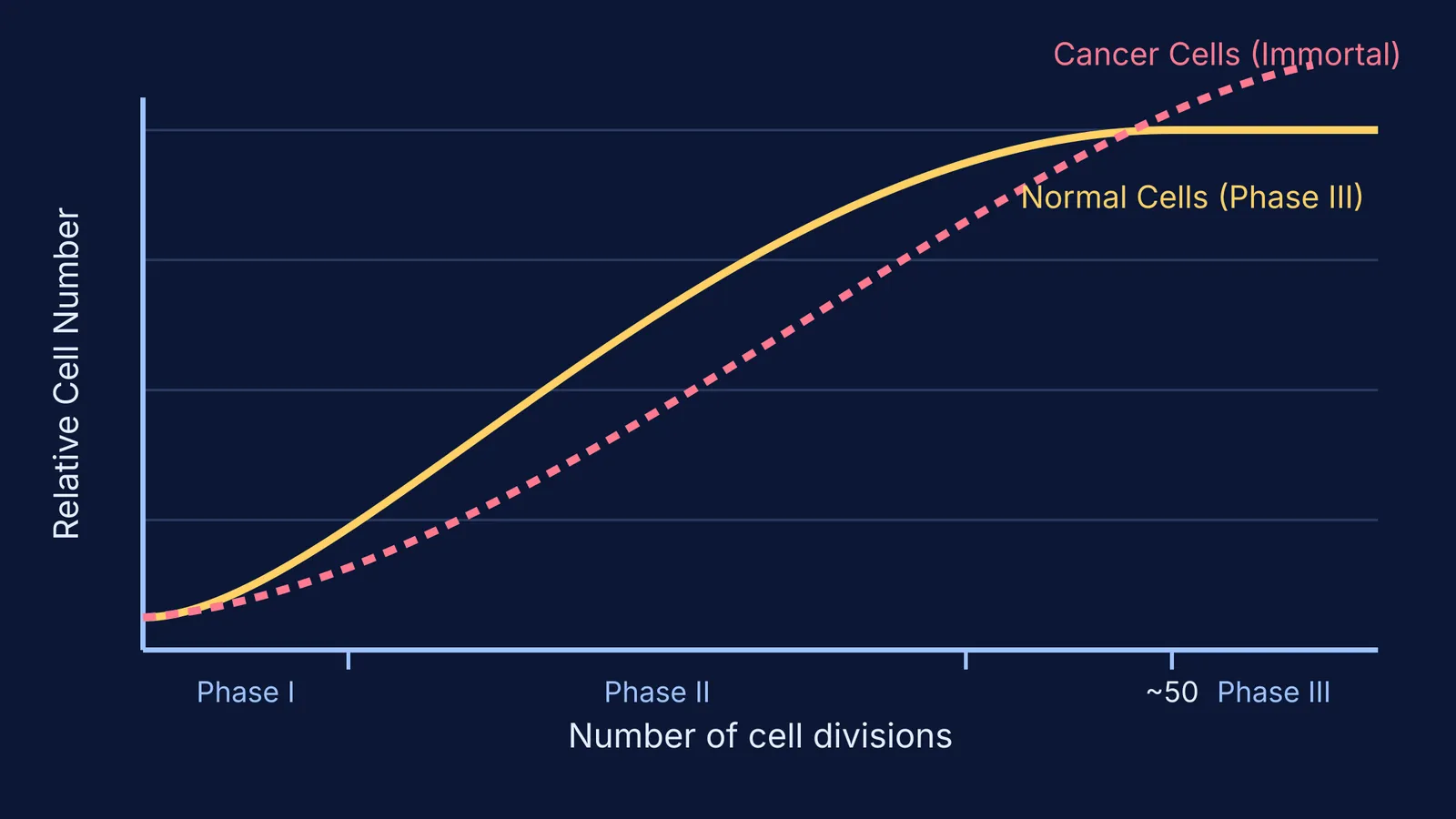 Graph showing Phase I, II, and III of cell division