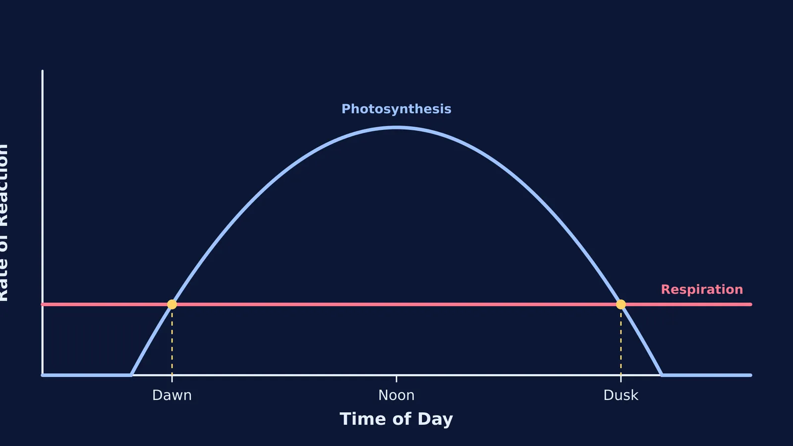 Graph showing photosynthesis and respiration intersecting at compensation points