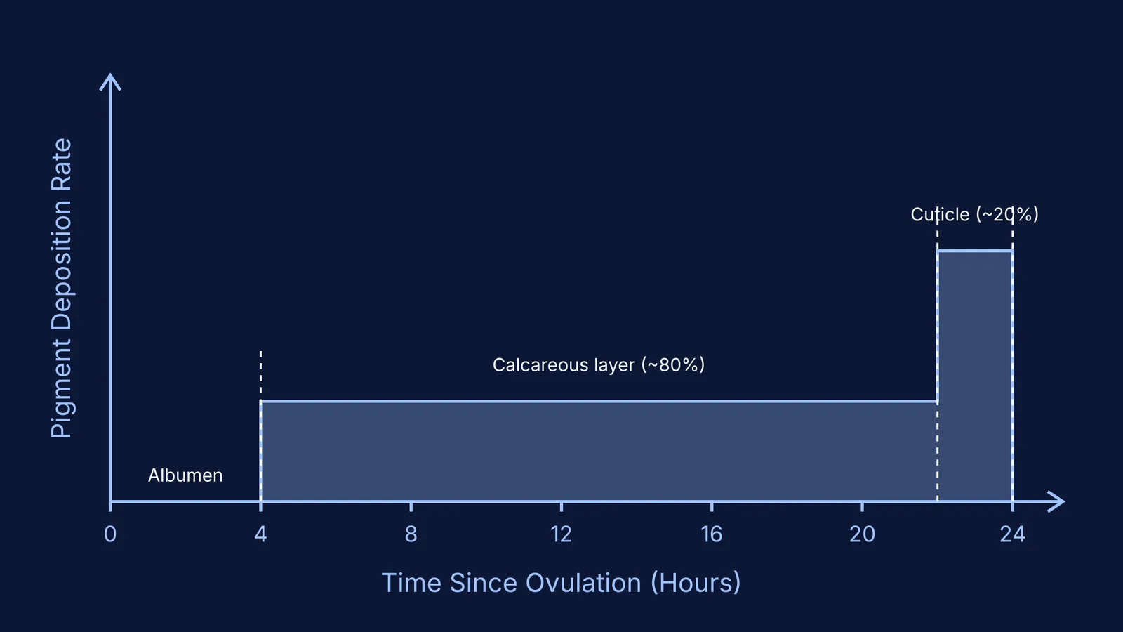 Graph showing pigment deposition over the 24-hour egg formation cycle