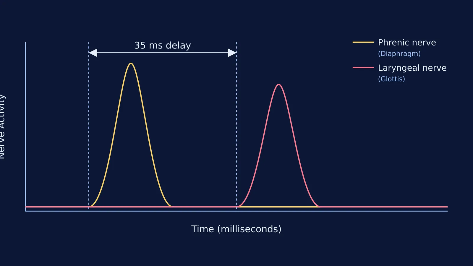 Graph showing the 35 ms delay between phrenic and laryngeal nerve activity.