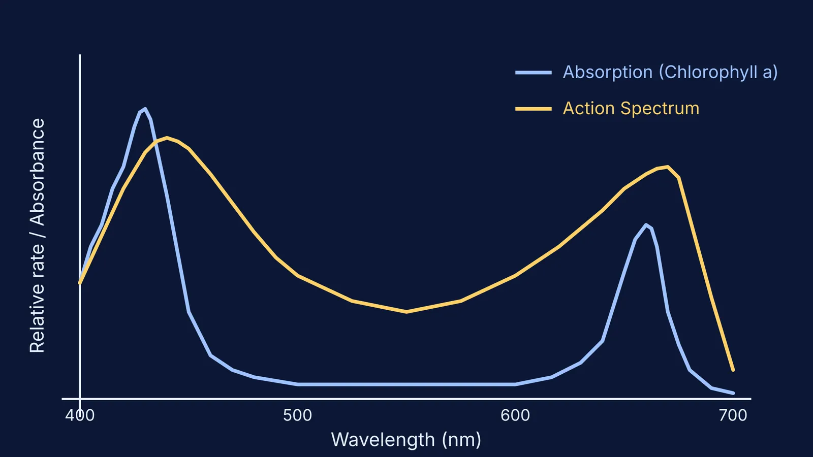 Graph showing the absorption and action spectra of photosynthesis peaking in blue and red