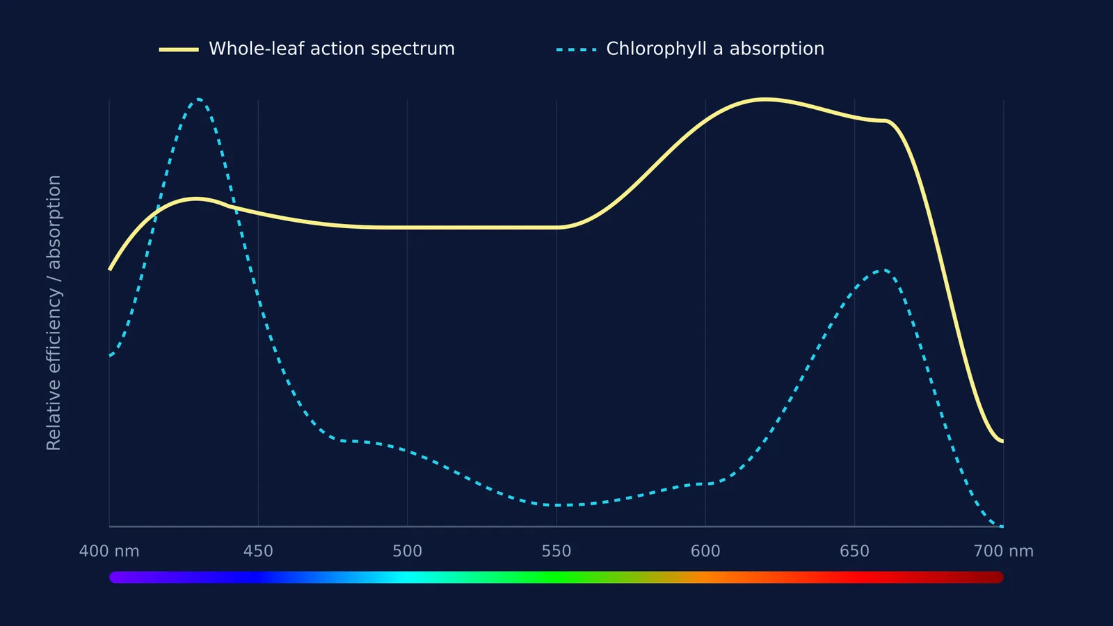 Graph showing the photosynthetic action spectrum (McCree 1971) and chlorophyll a absorption curve against wavelengths from 400 nm to 700 nm.