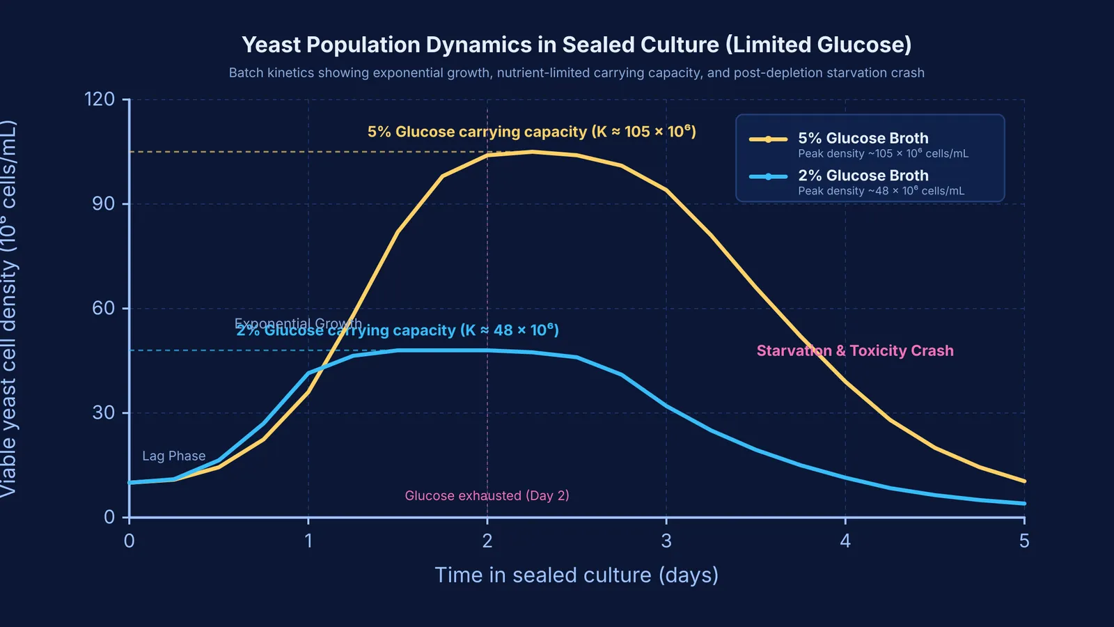 Graph showing yeast population growth, carrying capacity plateau, and starvation crash over five days.
