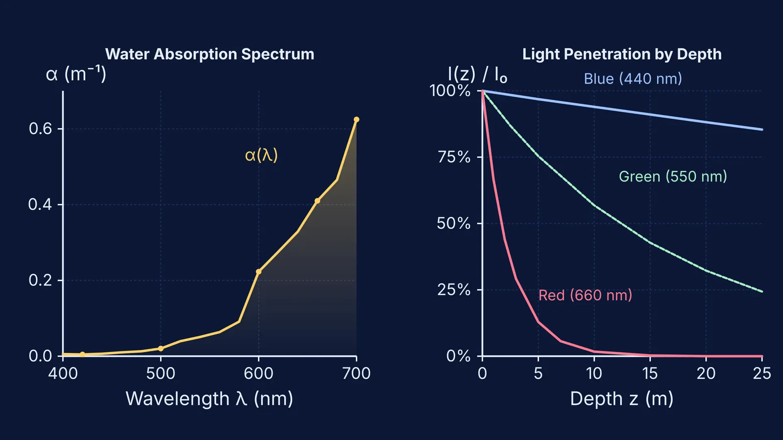 Graphs of water absorption coefficient across wavelengths and light intensity penetration versus depth.