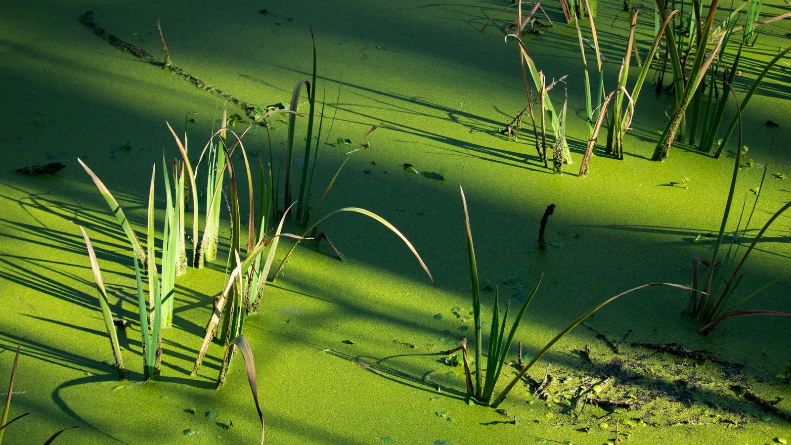 Green algae covering the surface of still water