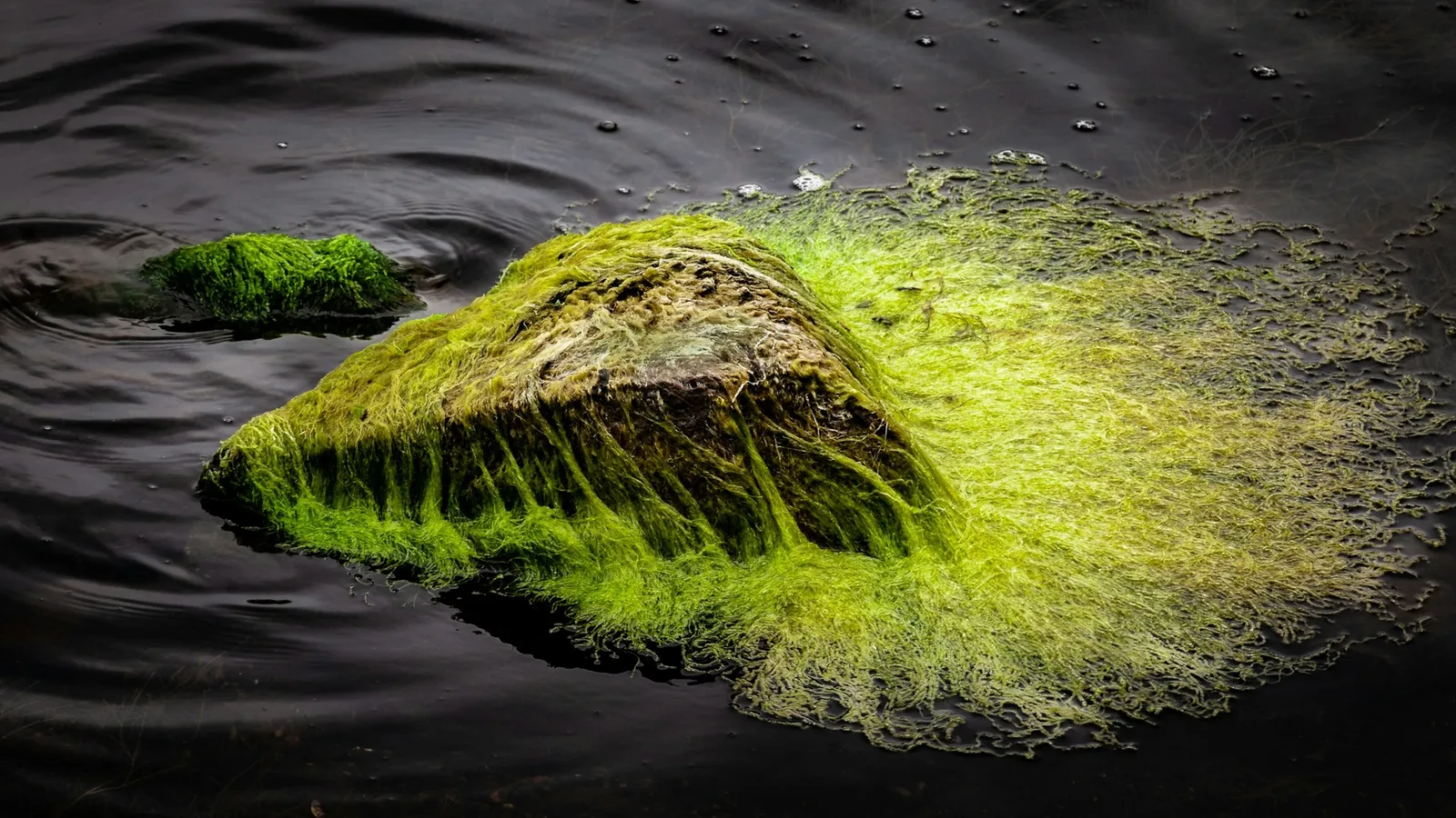 Green algae spreading over a rock in water