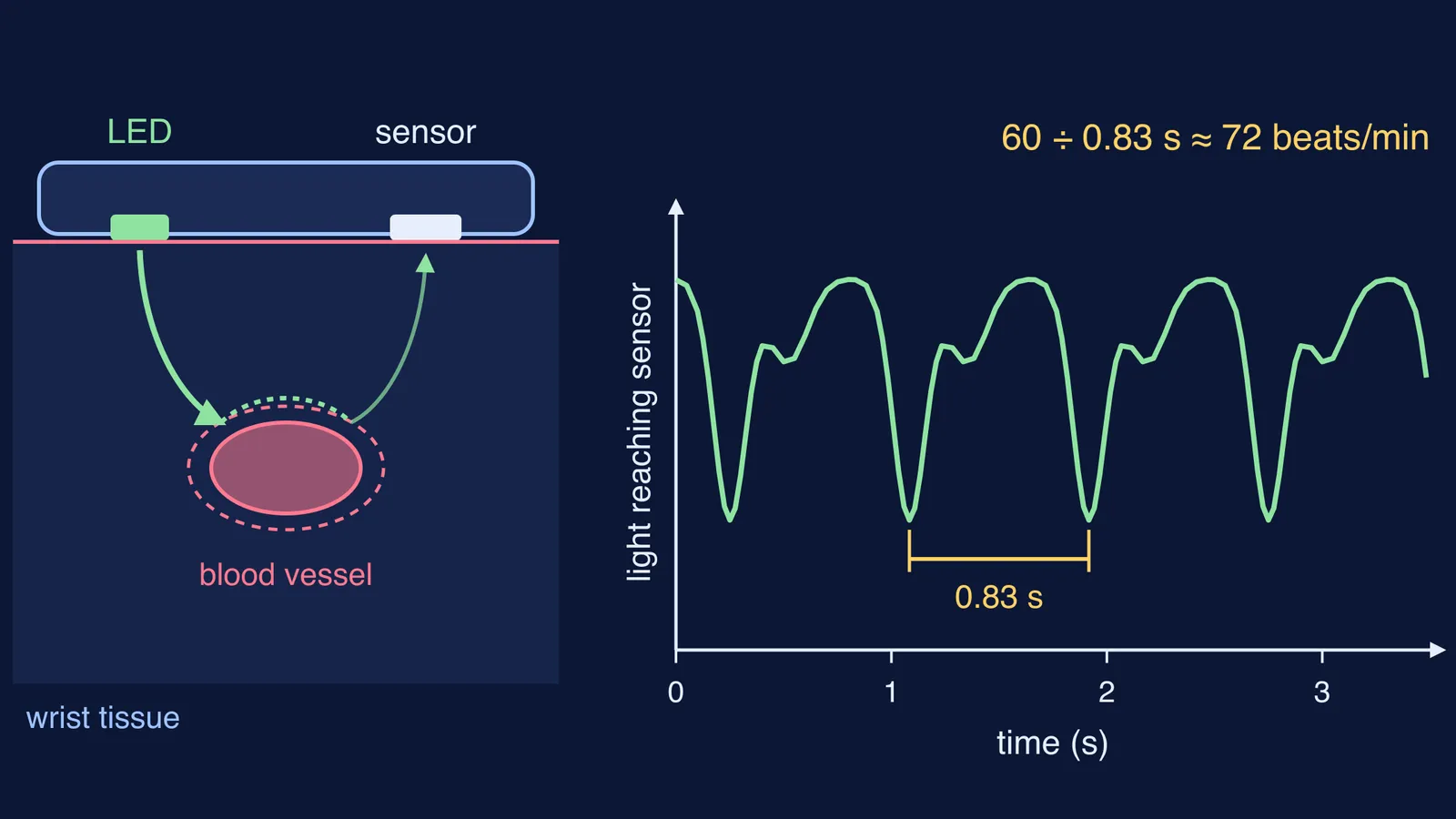 Green light scattering past a wrist blood vessel, and a light signal dipping each heartbeat